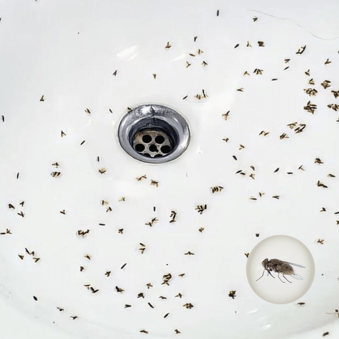 Get Rid of Fruit Flies and Drain Gnats in Your Bathroom